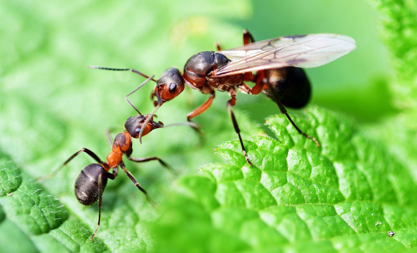 How do ant colonies crown a queen? Scientists found out