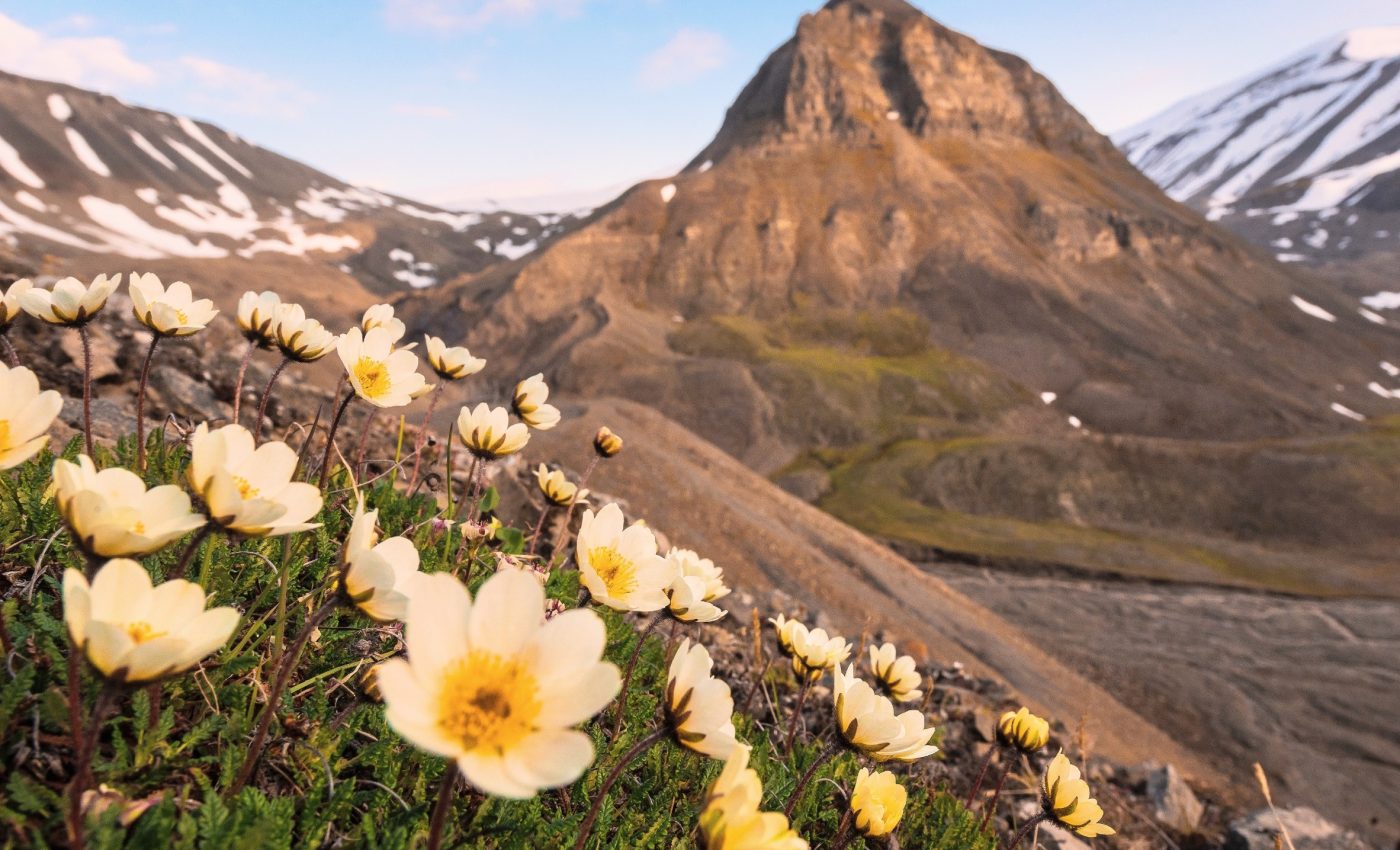 Arctic winters are no longer frozen - and that’s a problem