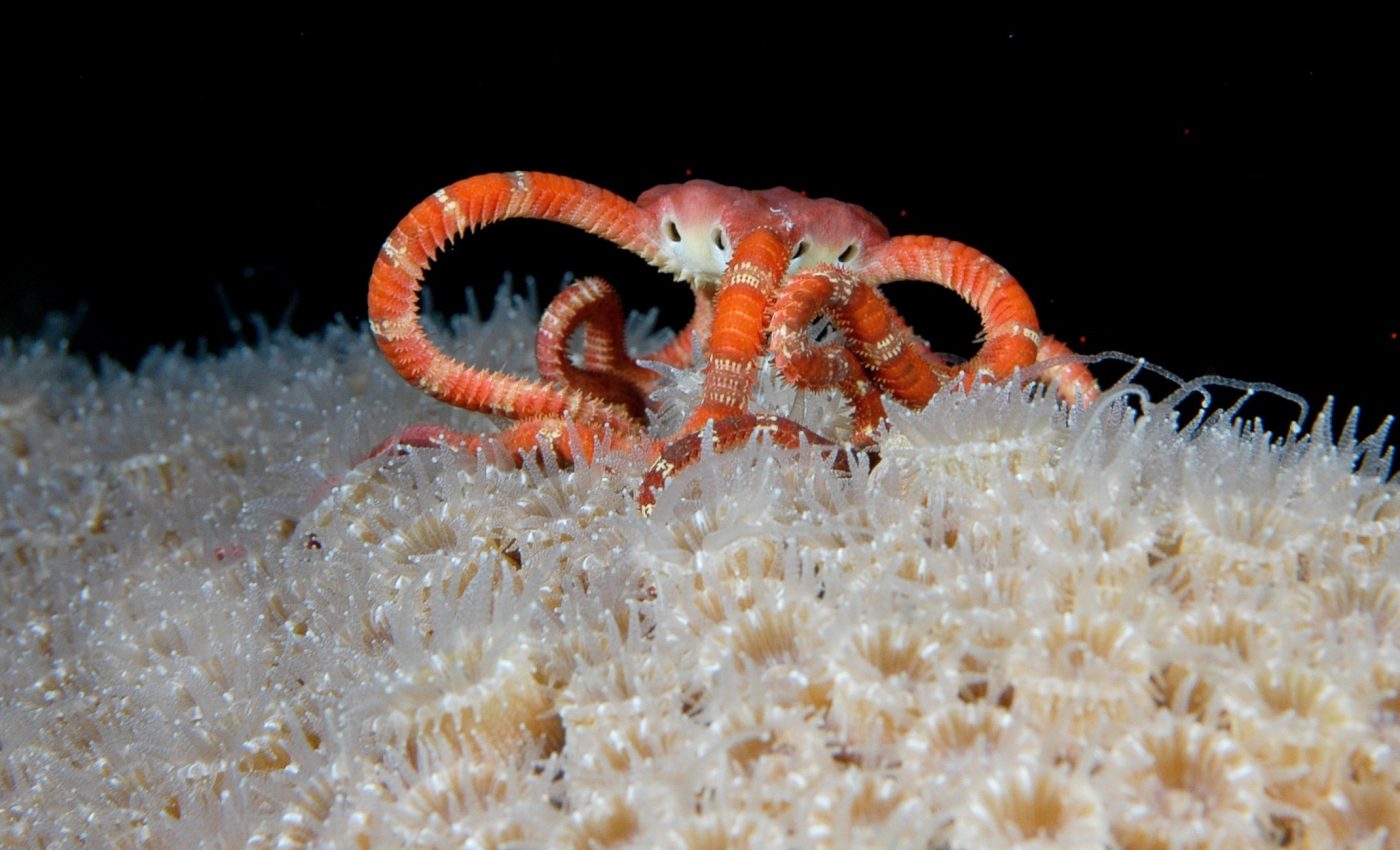 Deep sea life is more connected than we ever realized