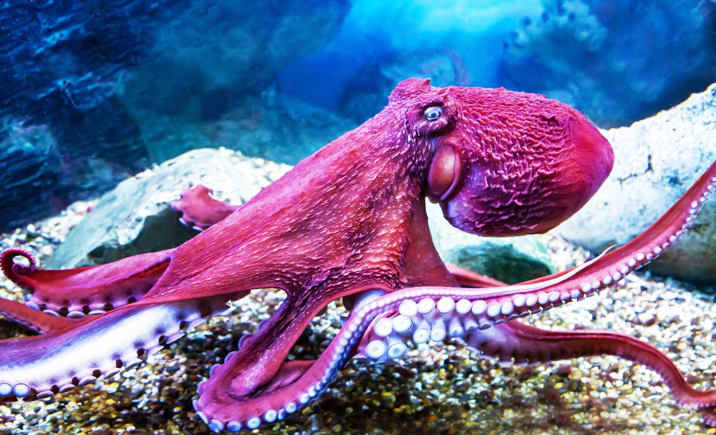 Octopuses are tricked by the 'rubber hand illusion' like humans, suggesting self-awareness