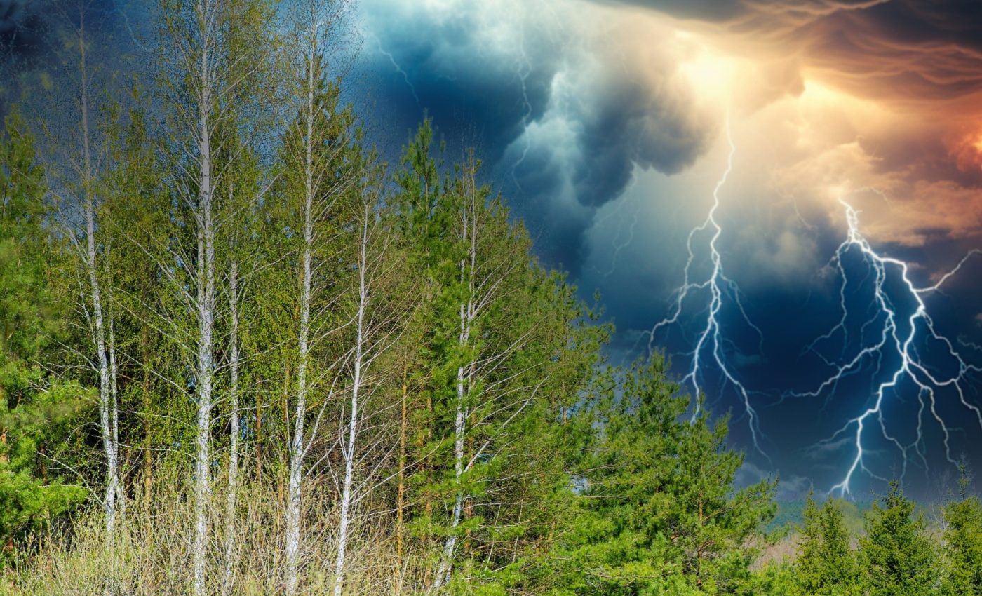 An astonishing number of trees are killed by lightning every year