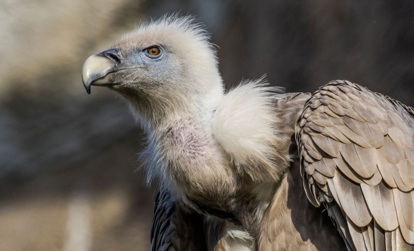 Wildlife crime cases can be solved with genetic forensics