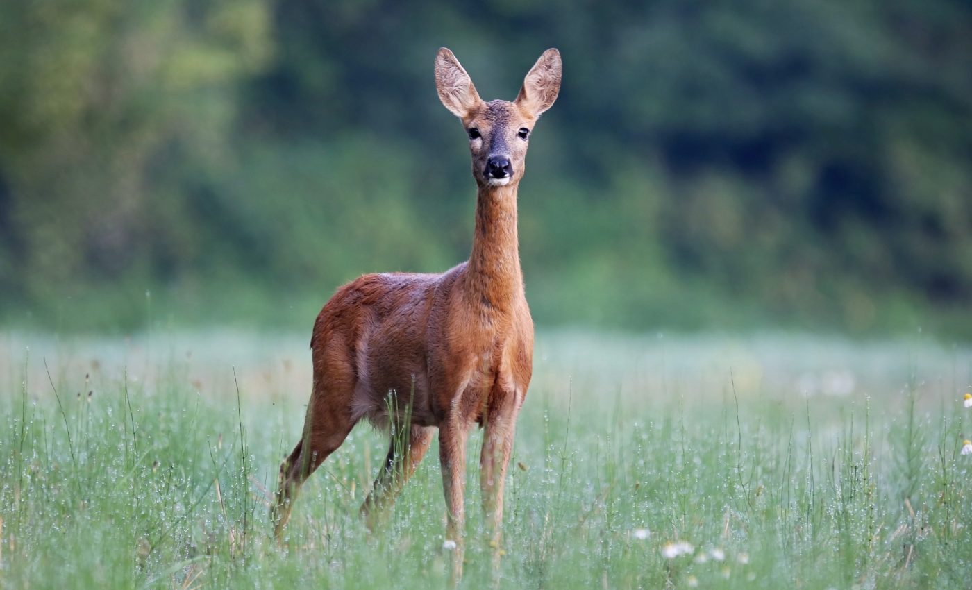 Survival switch in the brain controls when animals flee or freeze