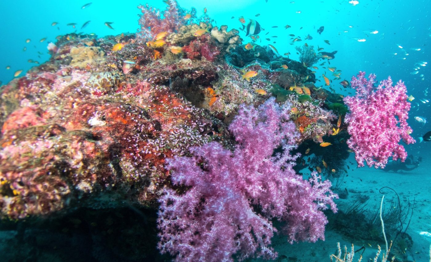 Coral reef food webs are more fragile than we thought