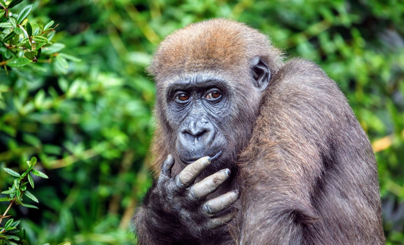 Gorillas adjust their aggression based on risk and reward