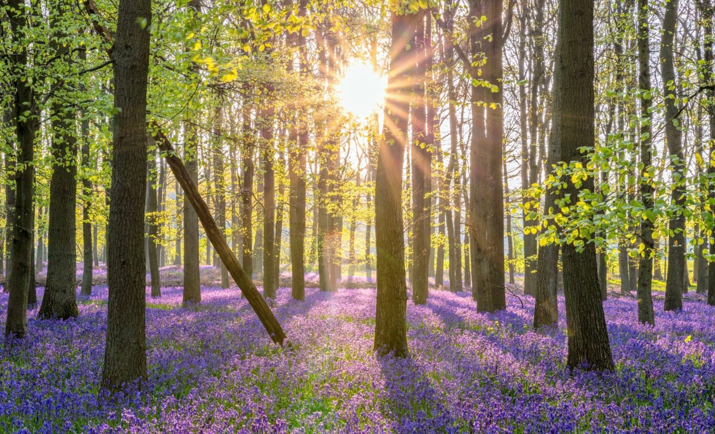 Century-old forest study reveals troubling decline in tree diversity