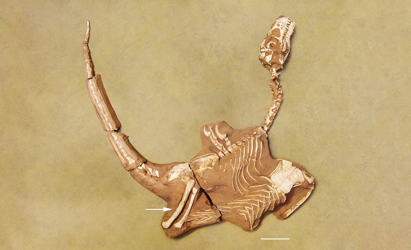 Dinosaur discovered that killed with its thumbs instead of claws