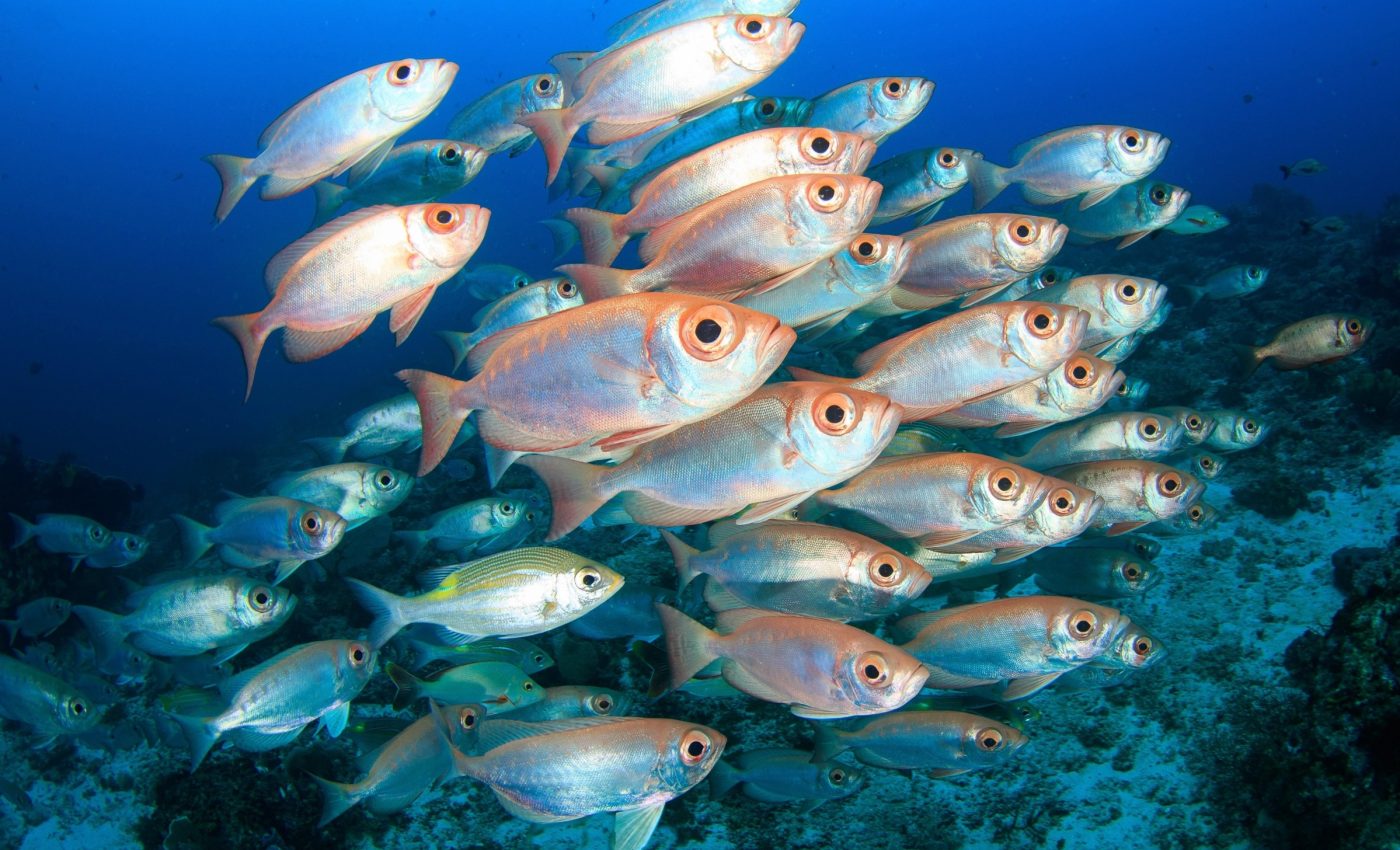 Fish in the deep sea help power the ocean's carbon cycle