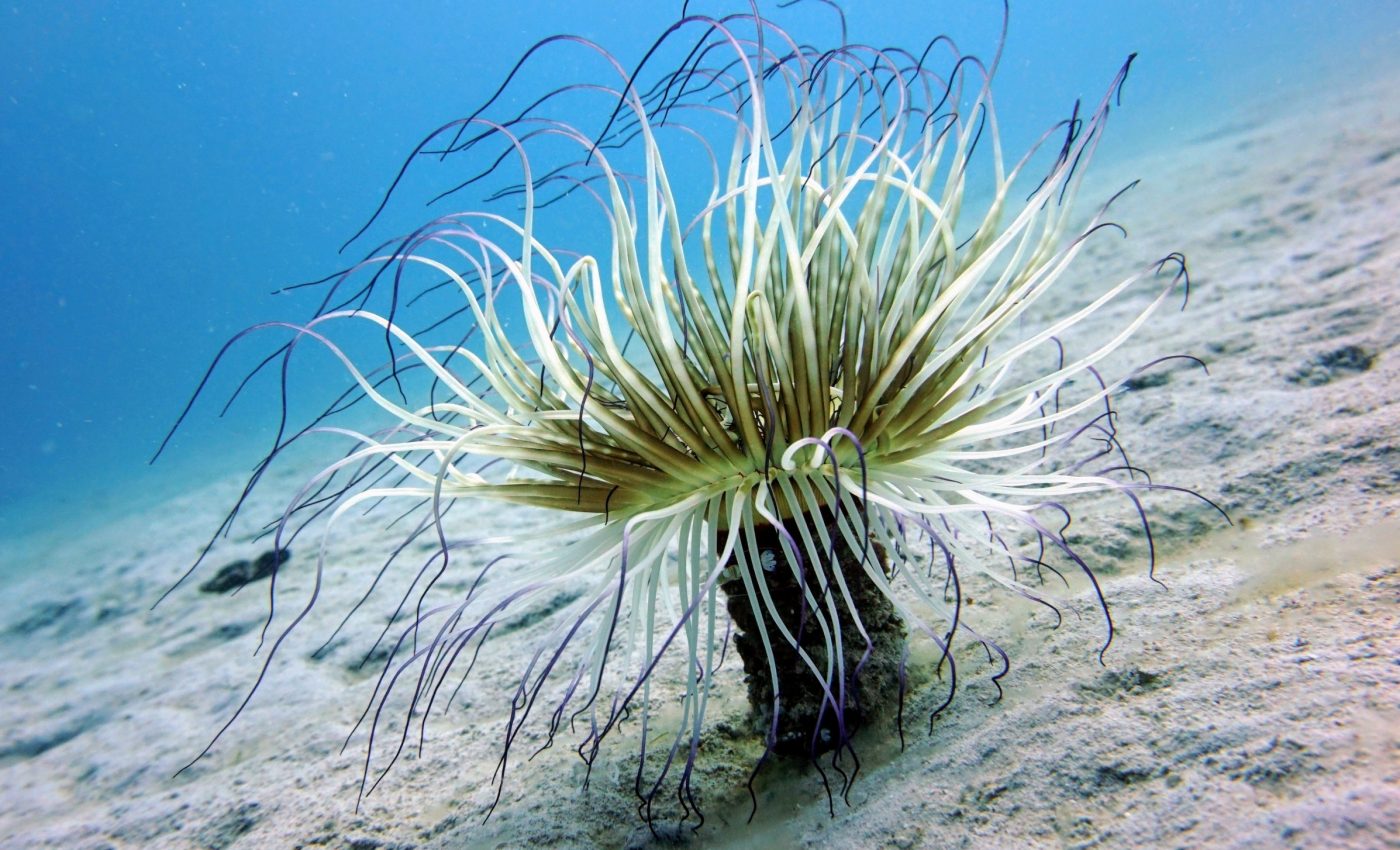 Deep-sea ecosystems may never heal from mining damage