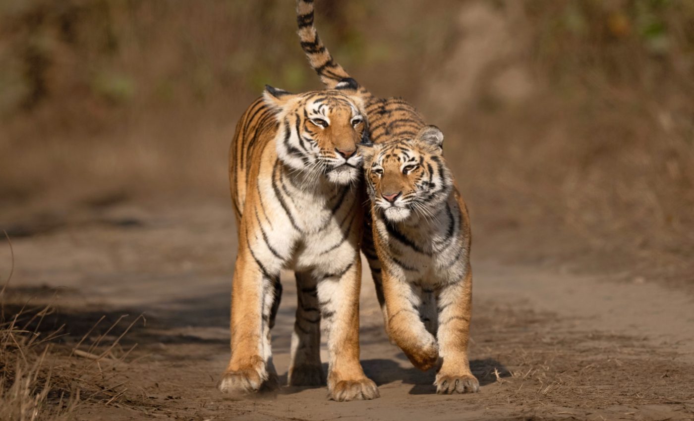 International Tiger Day 2025: Coexistence is possible