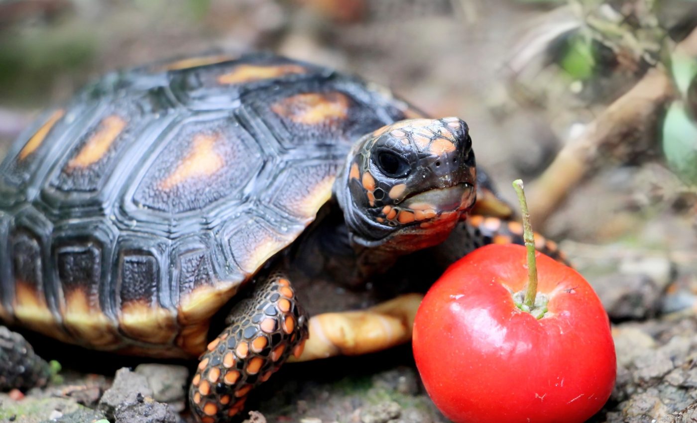 Tortoises have feelings - and they get stuck in bad moods
