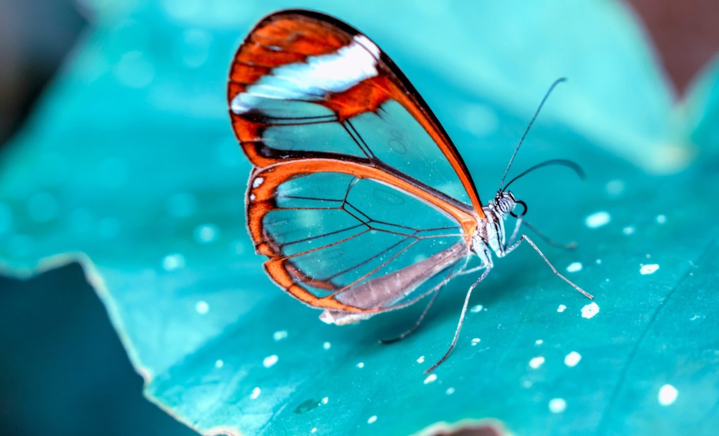 Lookalike butterflies use hidden cues to identify each other