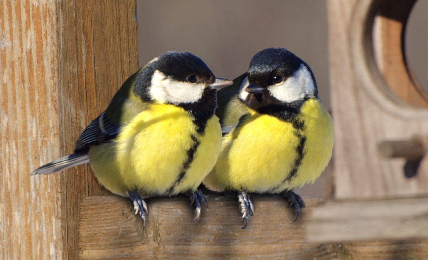 Birds show signs of divorce before the breeding season