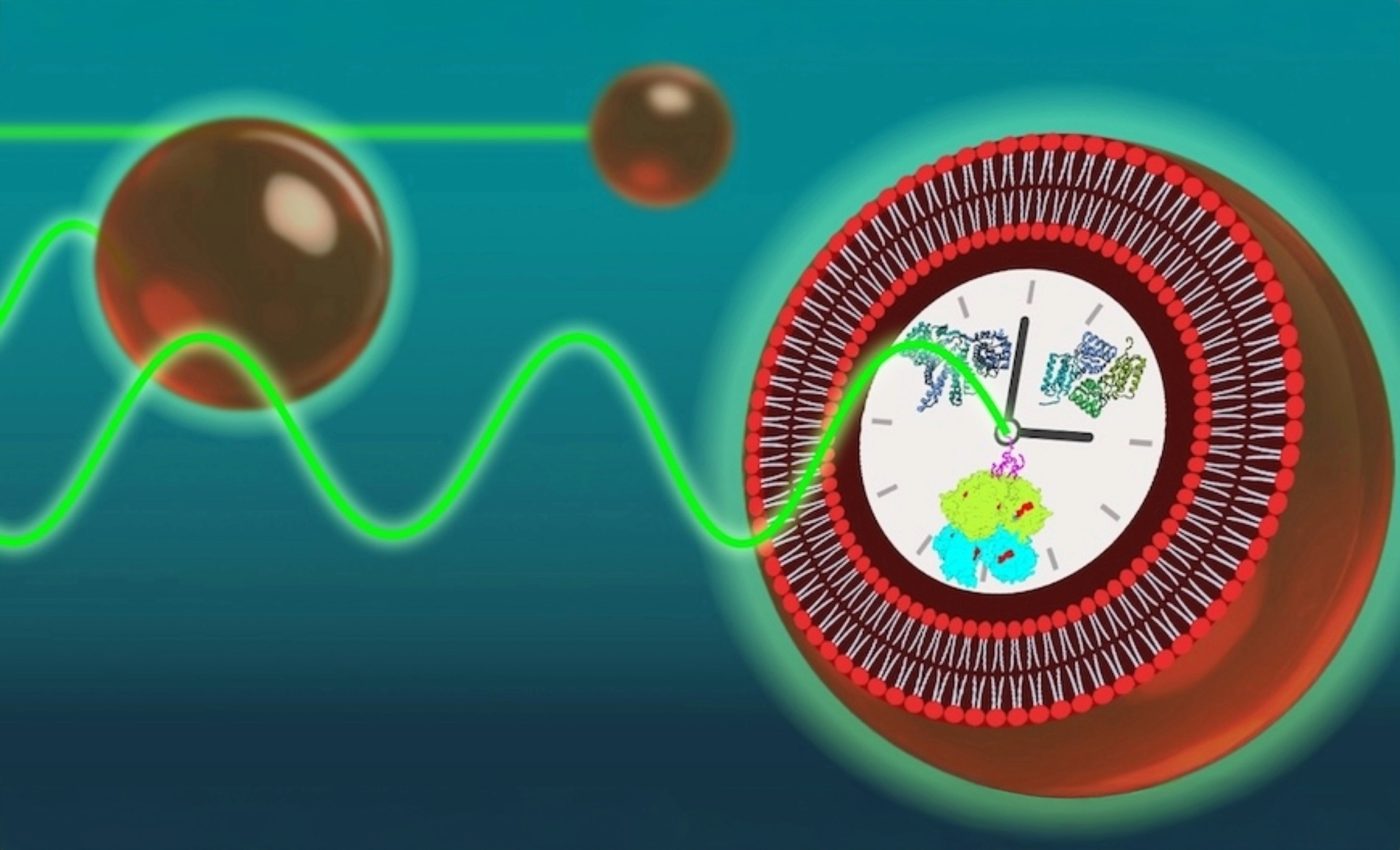 How tiny artificial cells can keep perfect time for days
