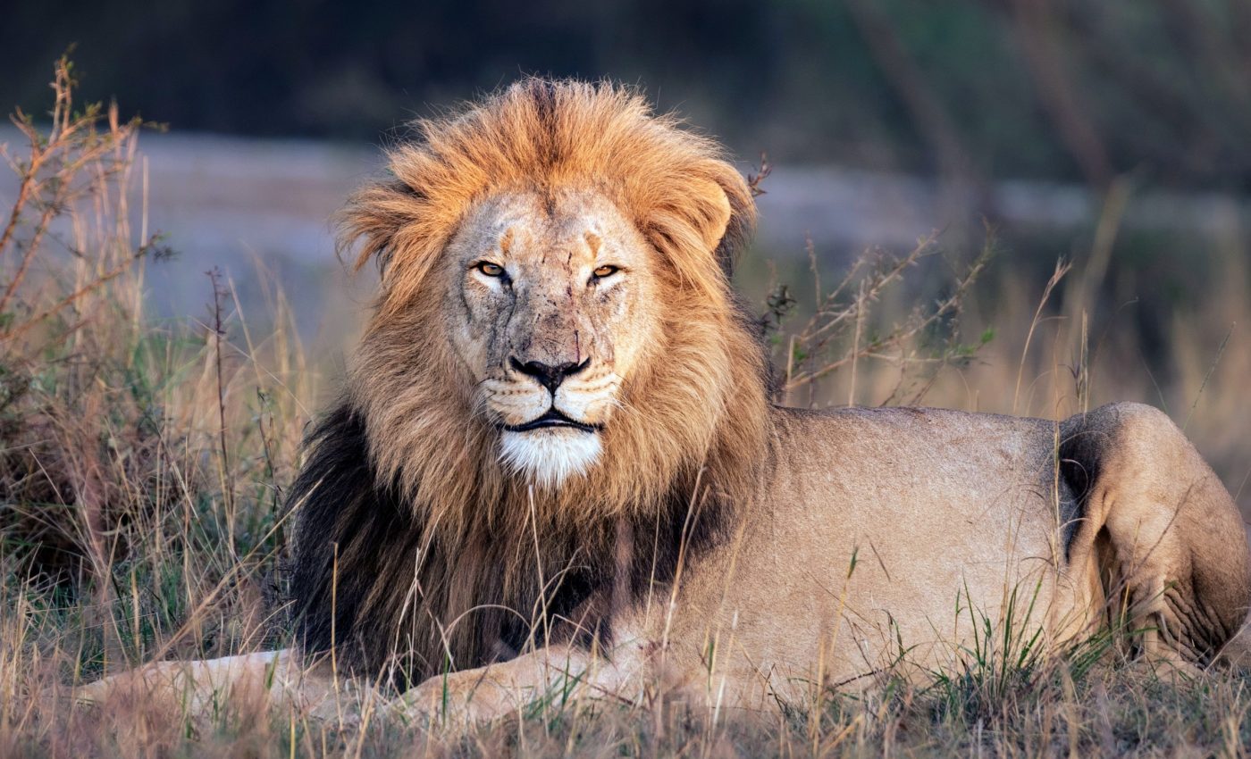 Lions and hyenas change behavior when tourists are nearby