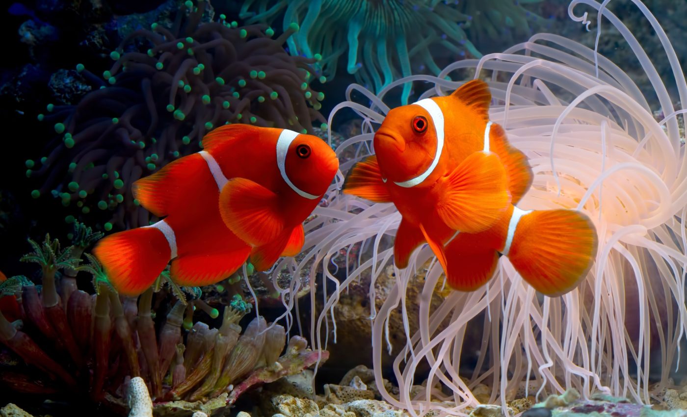Clownfish evolution mystery solved by surprising swimming behavior