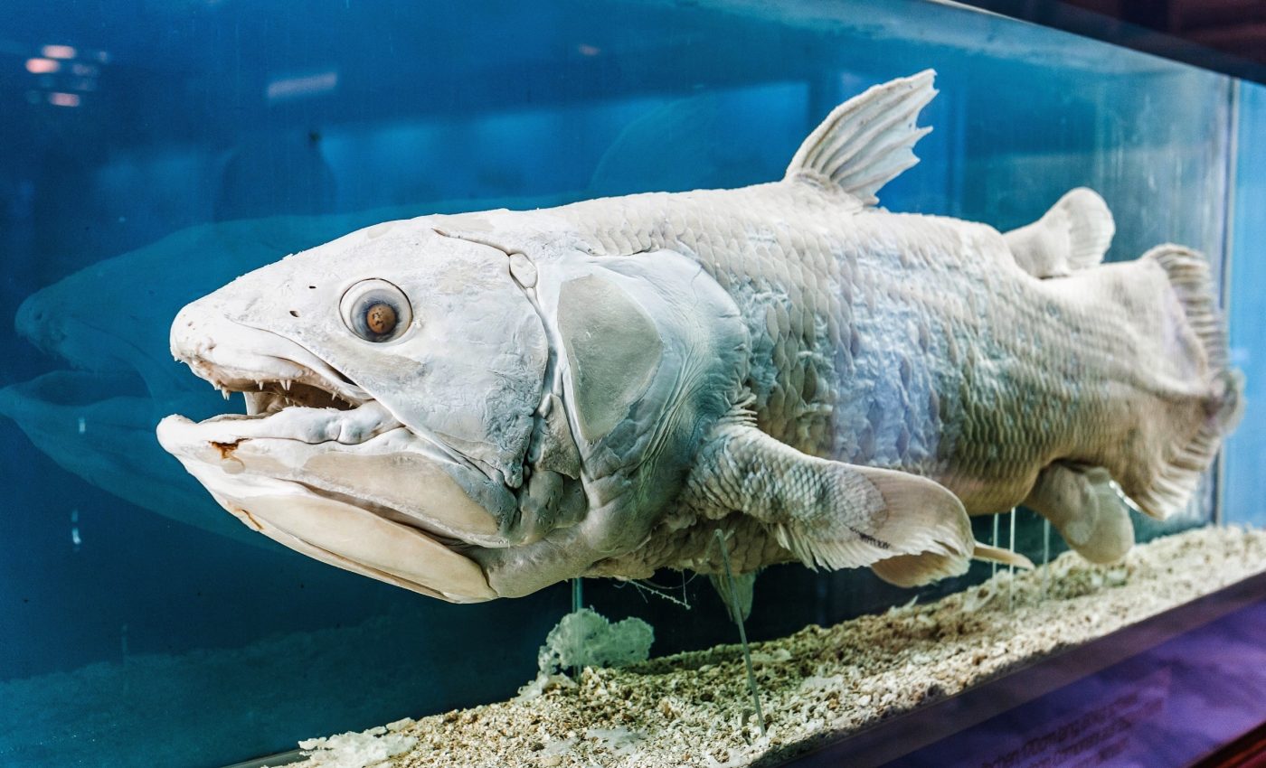 'Living fossil' reveals clues about how animals learned to breathe