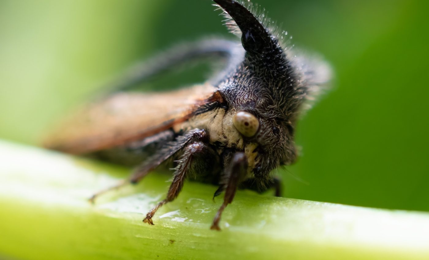 Treehoppers evolved weird bodies to sense electric predators