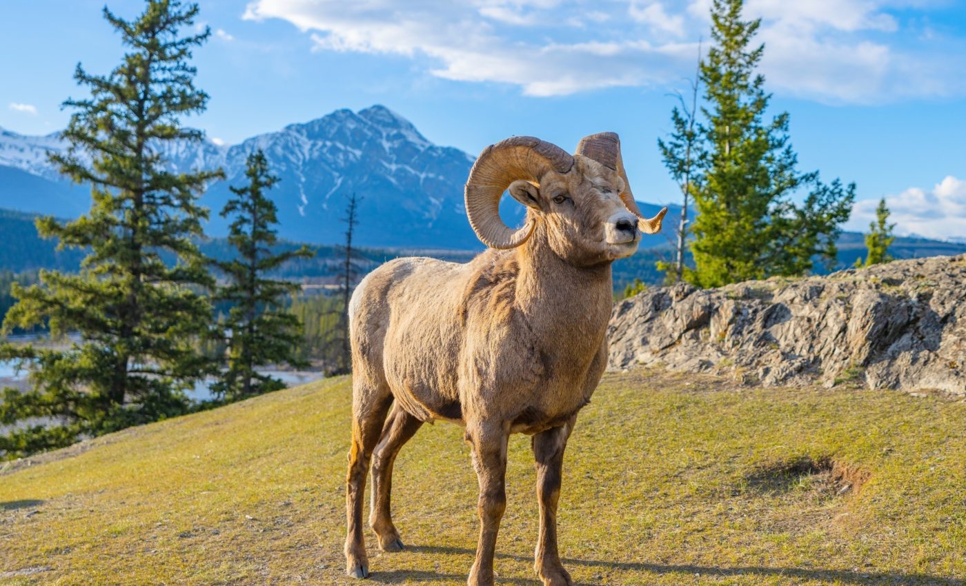 Wildlife in national parks: How do they act when people are gone?