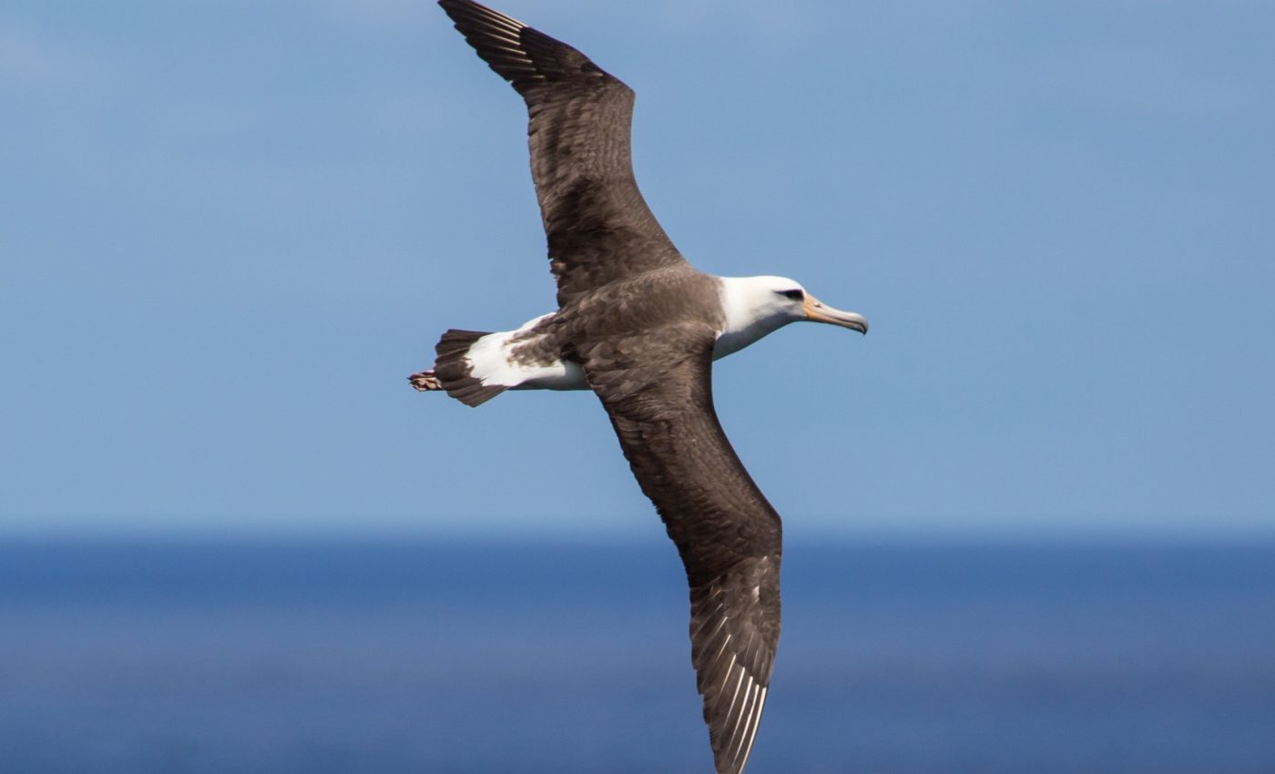 Albatross flight inspires a new generation of drones