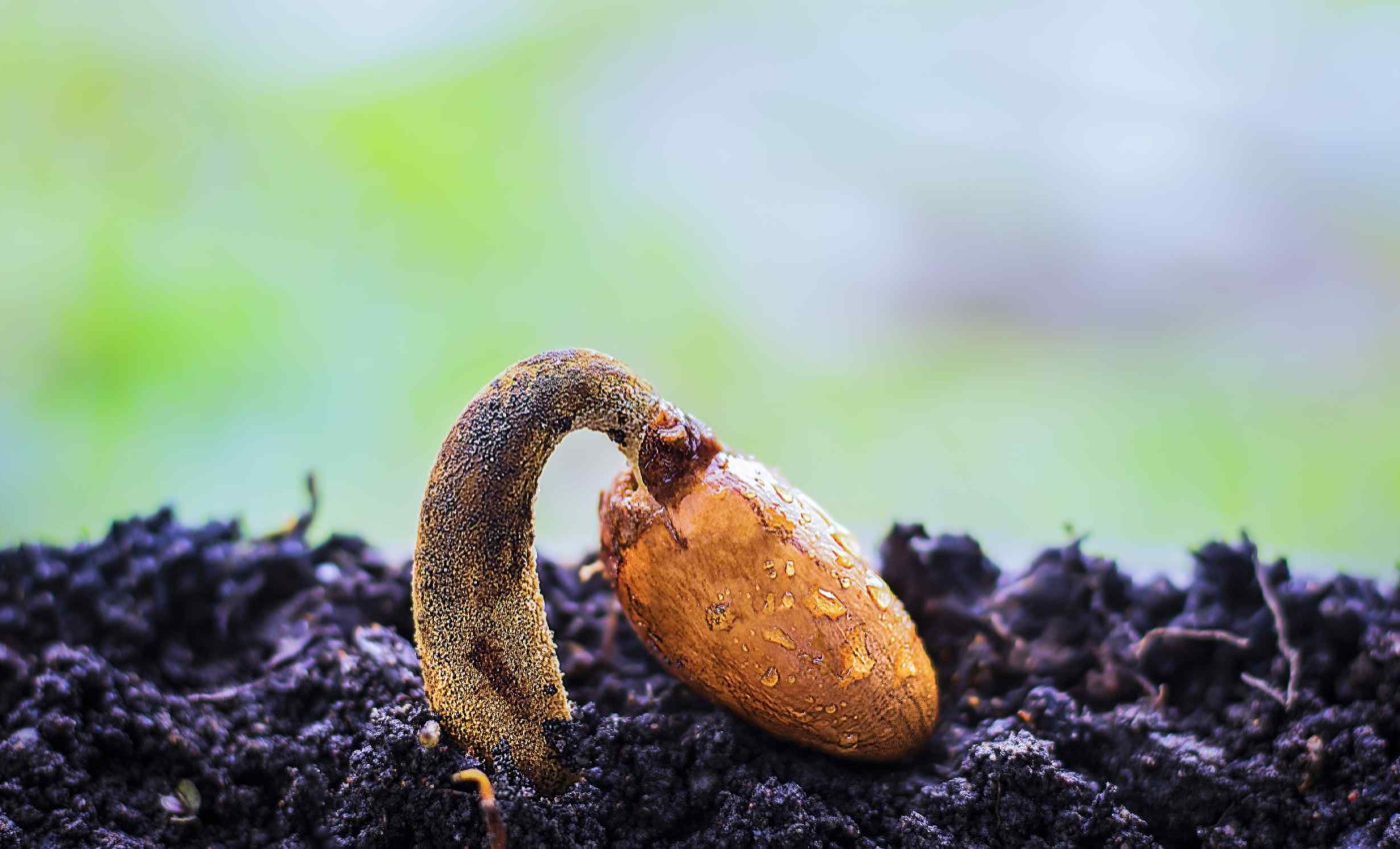 Scientists manage to grow plants from ancient seeds that are 2,000 years old
