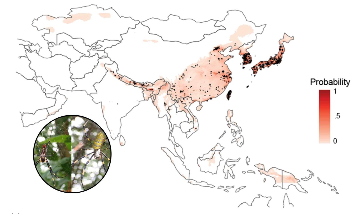 Giant spider species that weaves enormous webs has invaded the United States