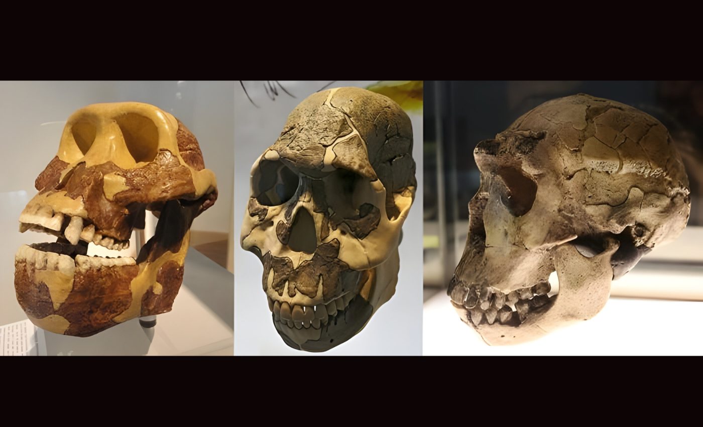 Early humans ate tough plants - and changed the world forever