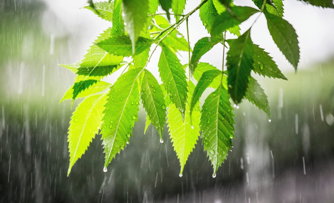 Plants use unique strategies to budget water in the wild