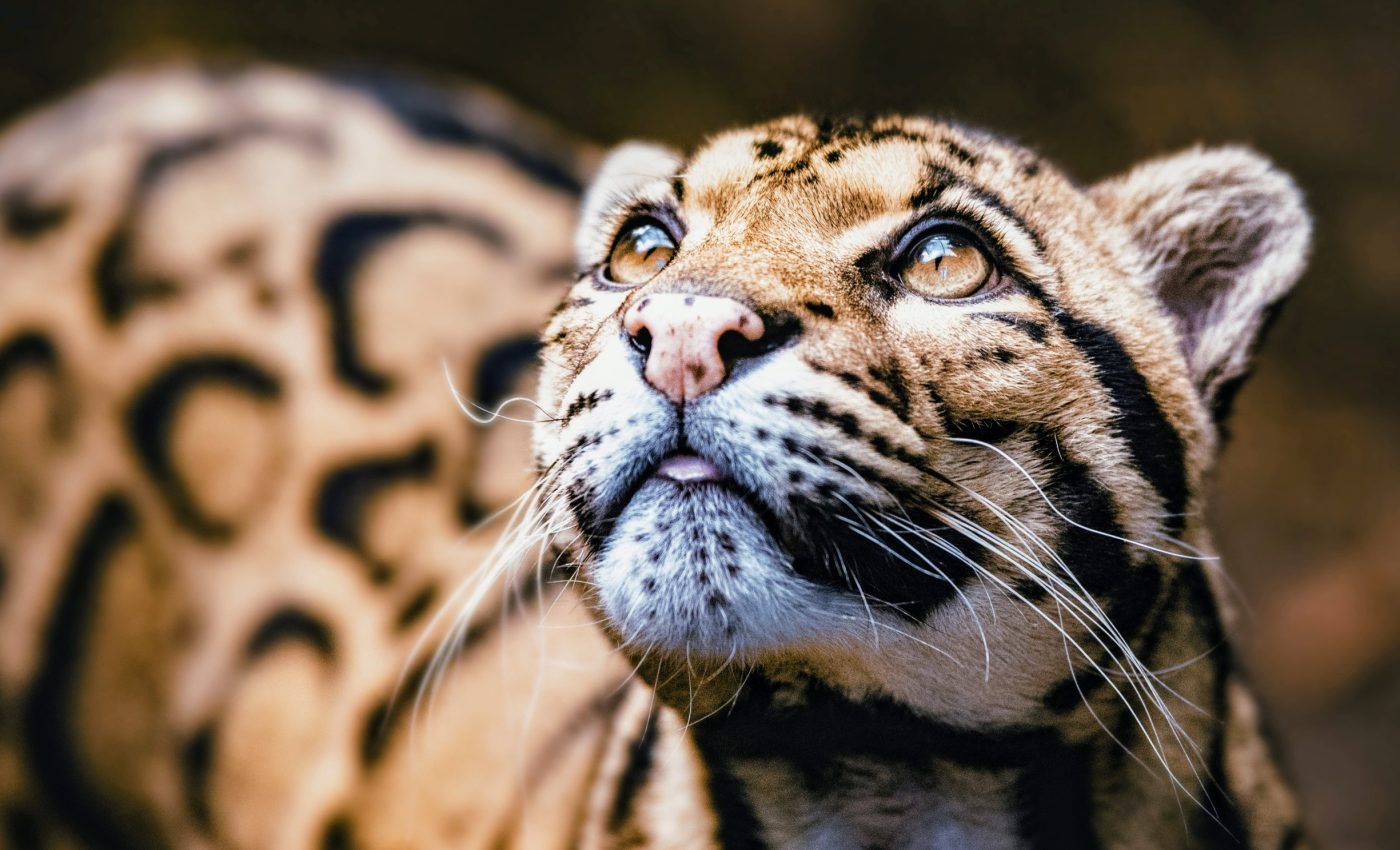 International Clouded Leopard Day: On the edge of survival