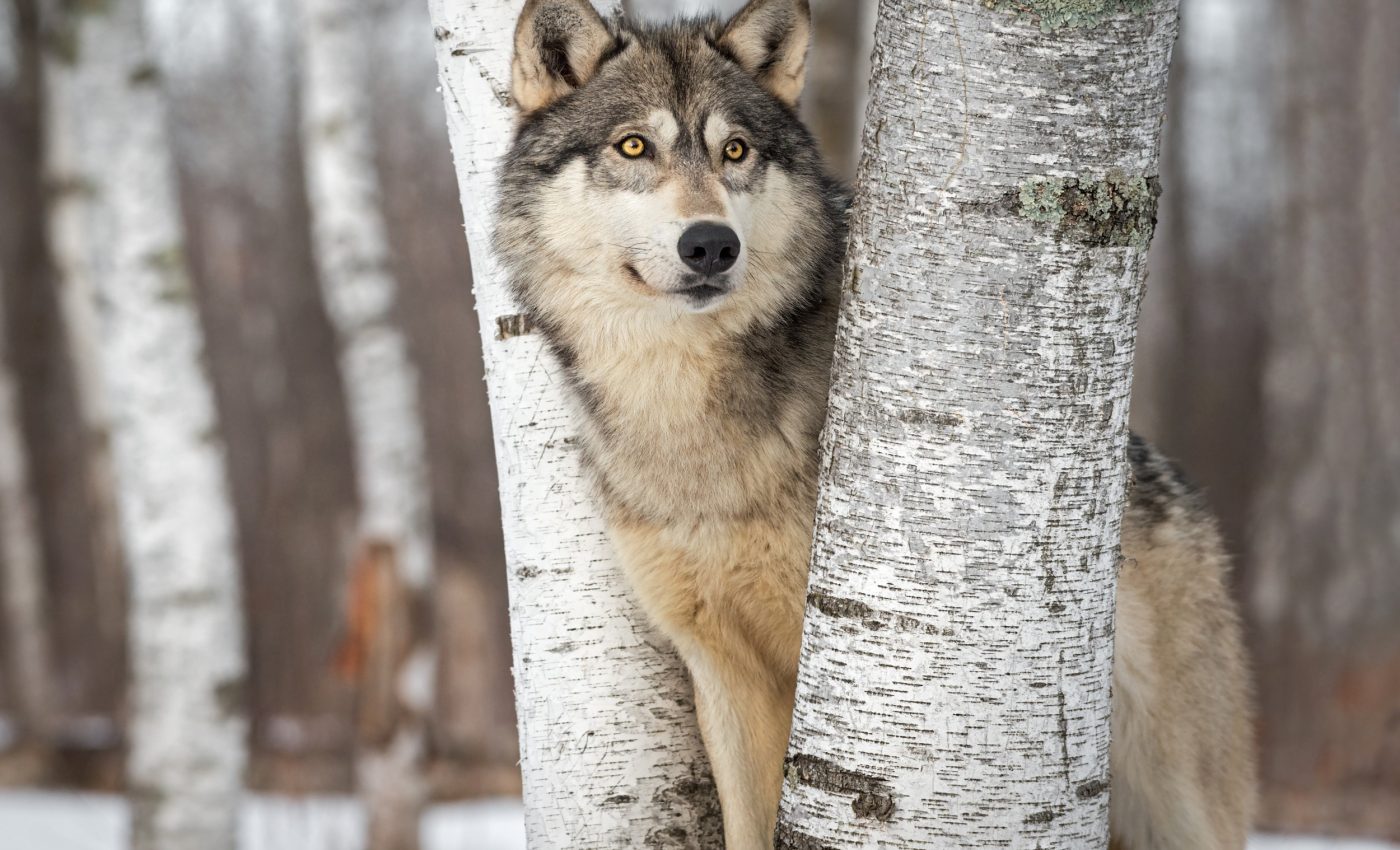 Wolves move pups across mountains to adapt to climate pressure