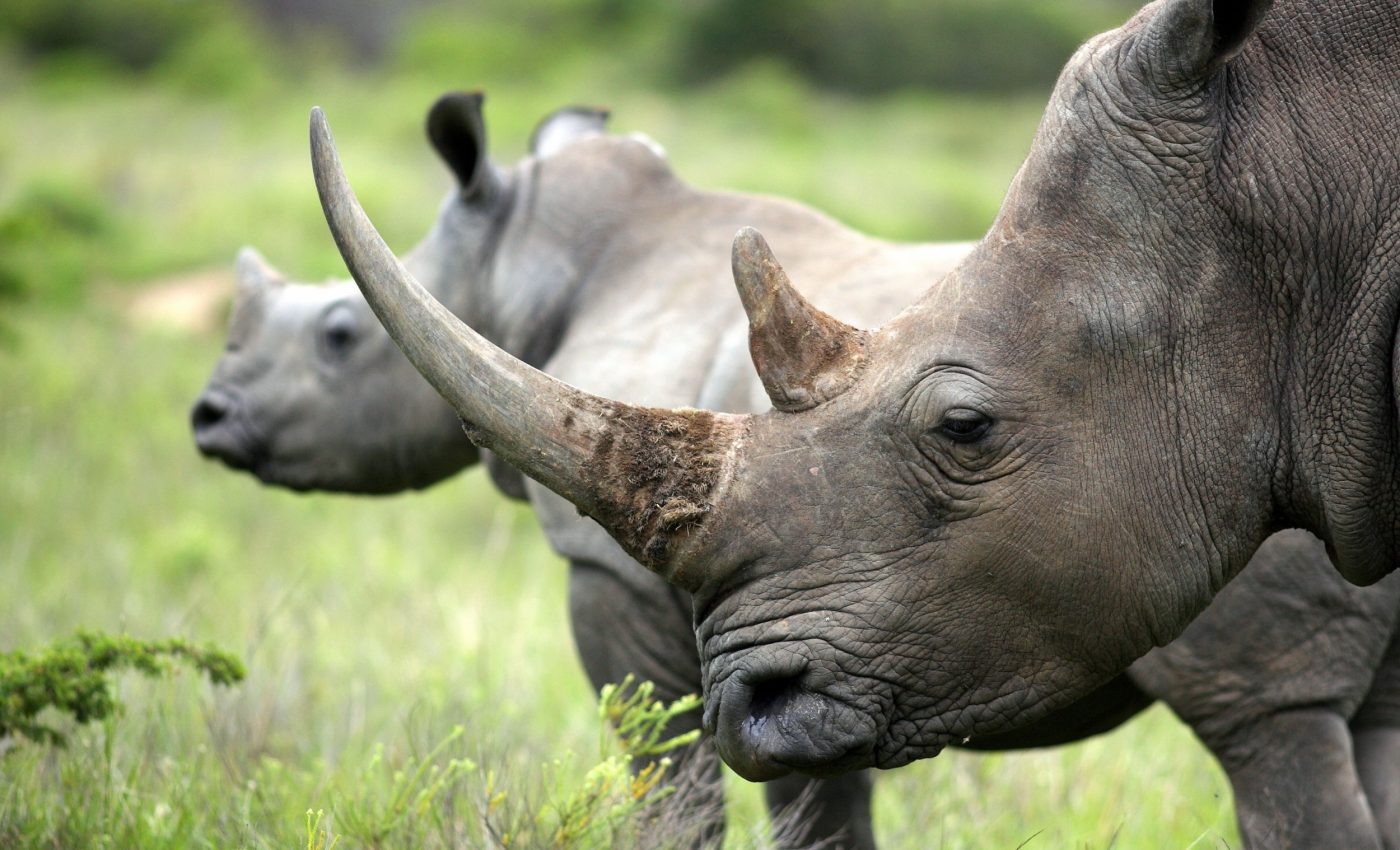 Rhino horns go radioactive to stop poaching