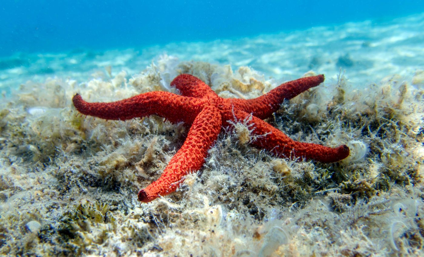 Cause of death for billions of sea stars finally identified