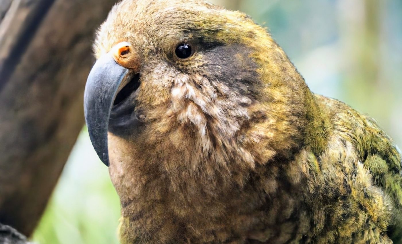 Ancient bird droppings reveal massive parasite extinction