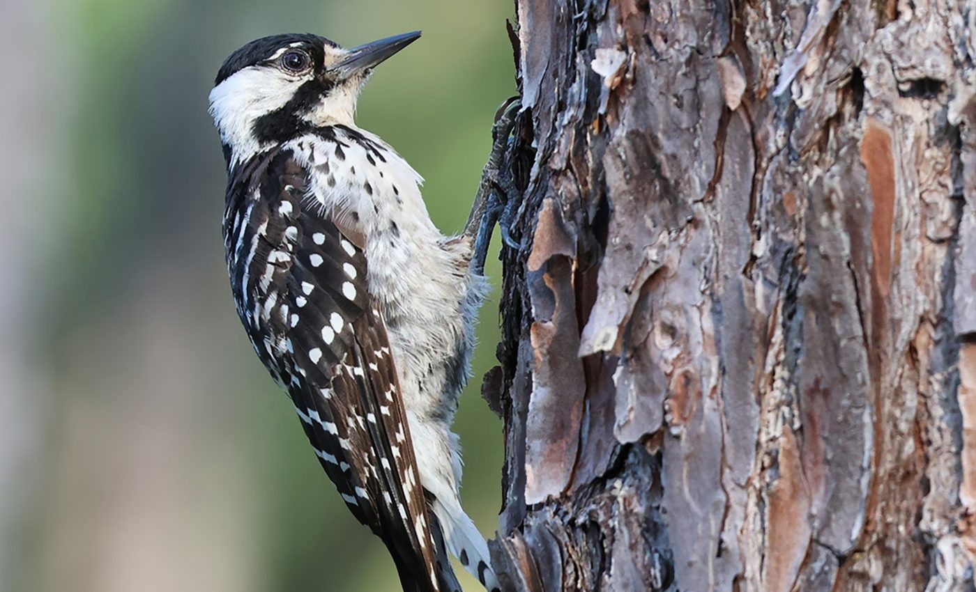 Endangered woodpeckers found an unlikely refuge at a military base