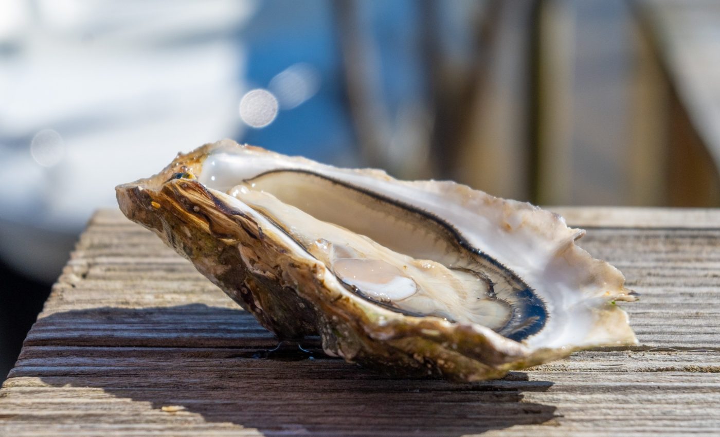Mysterious oyster deaths linked to newly discovered virus