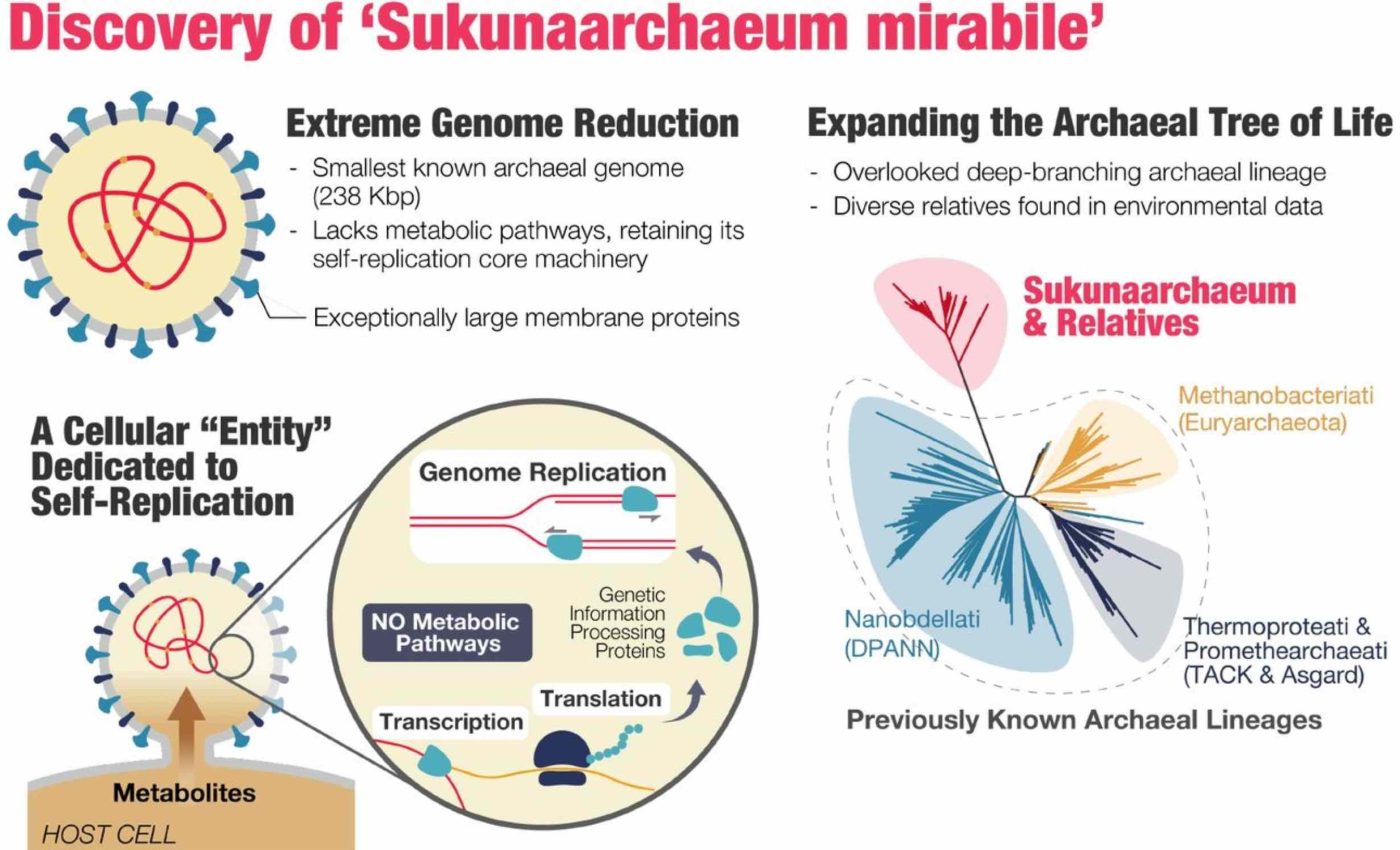 Scientists discover an organism that defies the definition of life