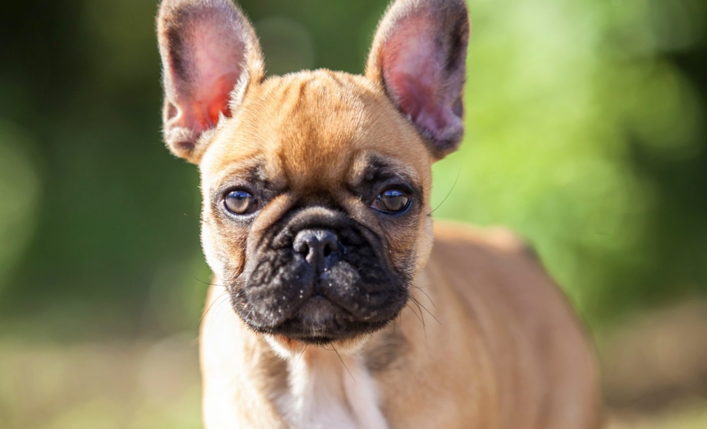 Dogs' head shape influences their behavior in some very interesting ways