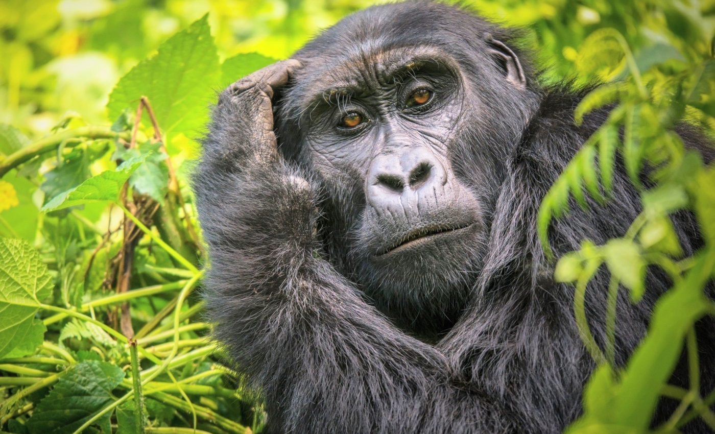 Female gorillas rely on old friends to choose new homes