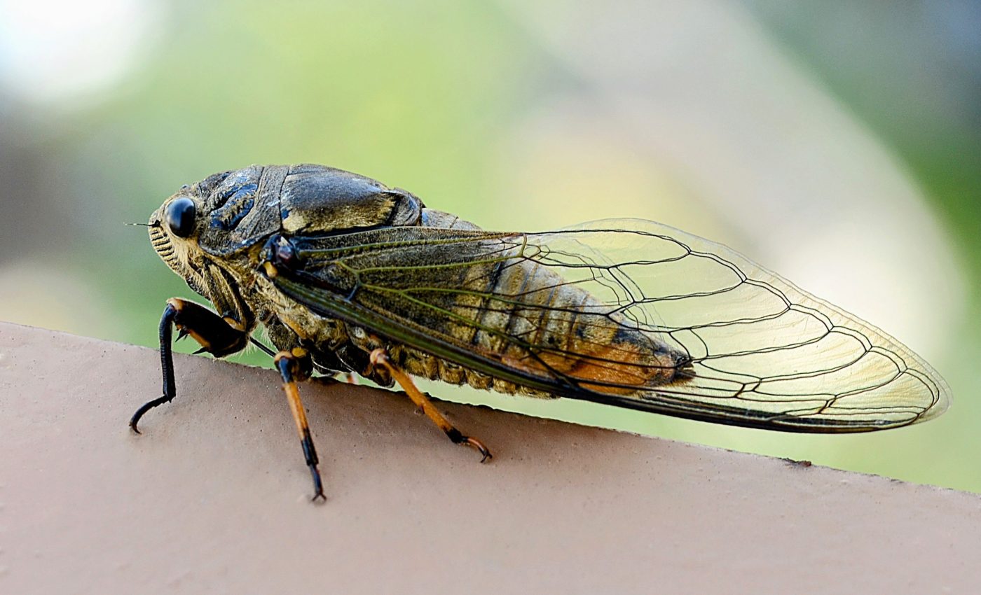 Cicadas wait for this exact moment each morning to sing
