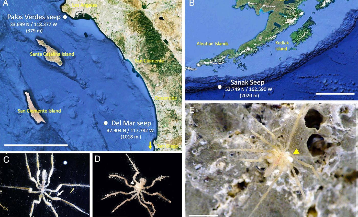 Sea spiders discovered on the ocean floor that survive without light and eat methane