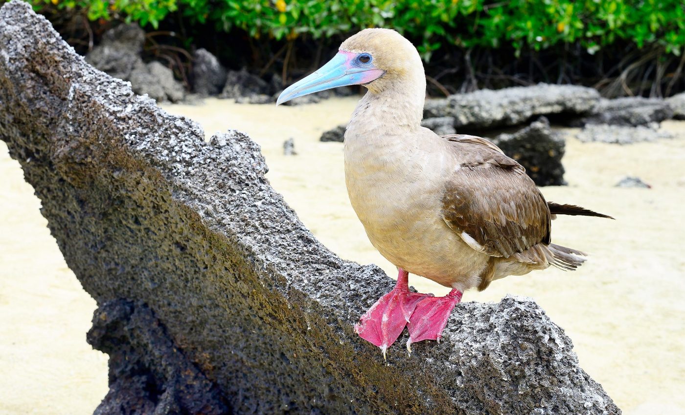 Seabird flights and amazing feeding behavior in the ocean captured with tiny cameras