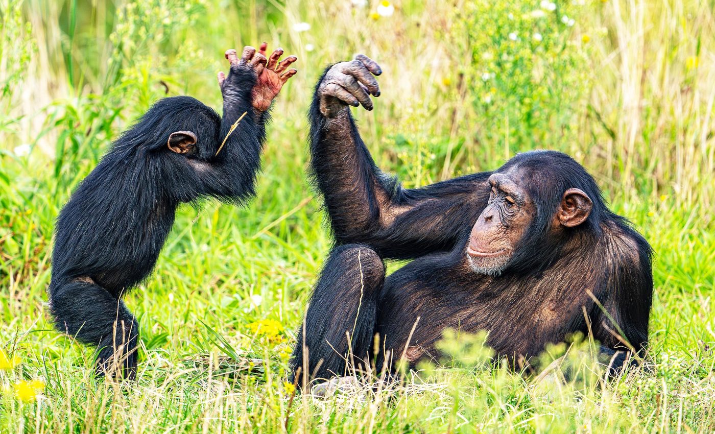 Young chimps develop 'accents' in their communication language just like humans