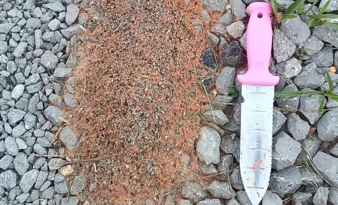 Warning issued for an invasive 'Frankenstein' hybrid insect that harms plants and humans