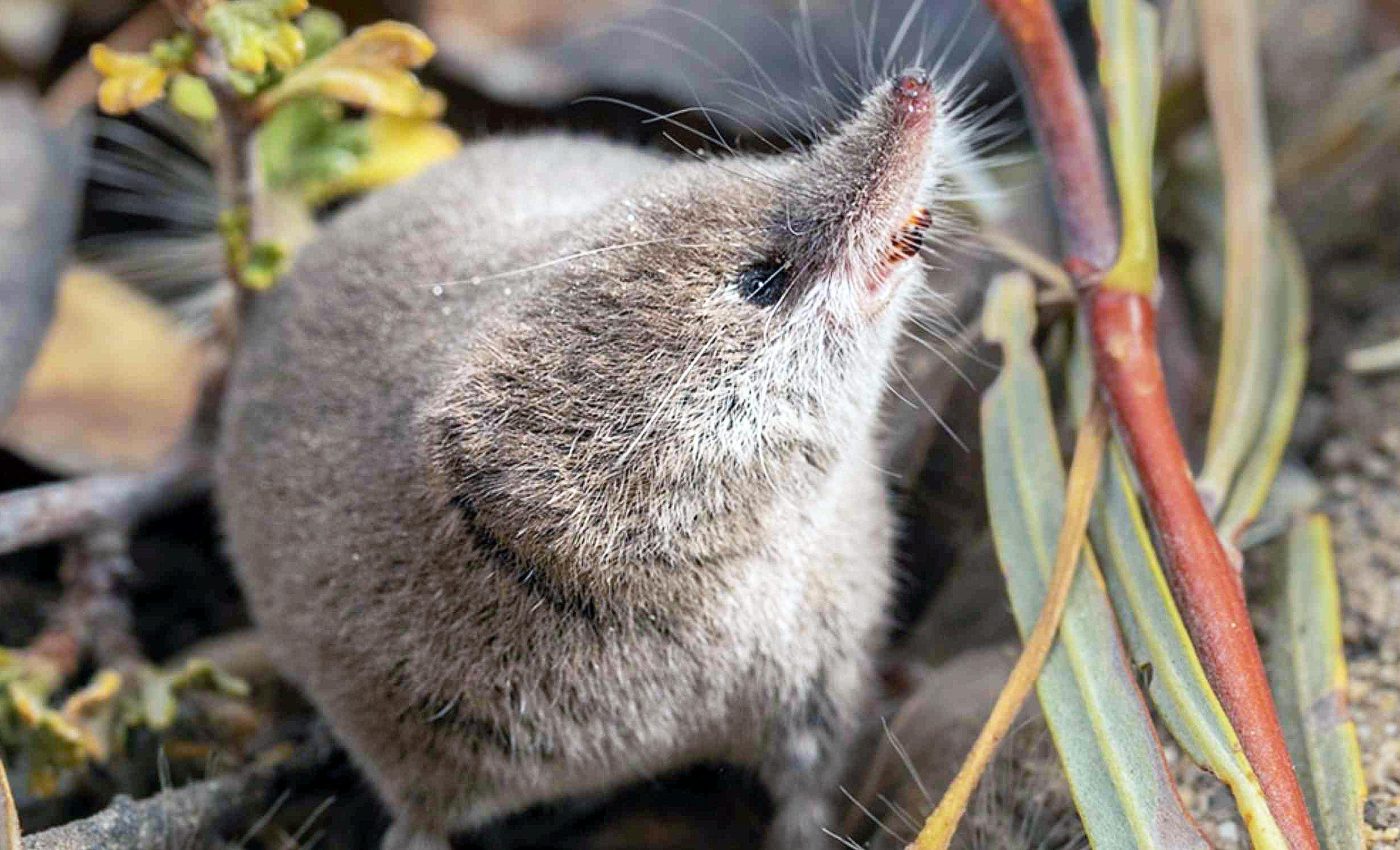 Students photograph an incredibly elusive mammal for the first time ever
