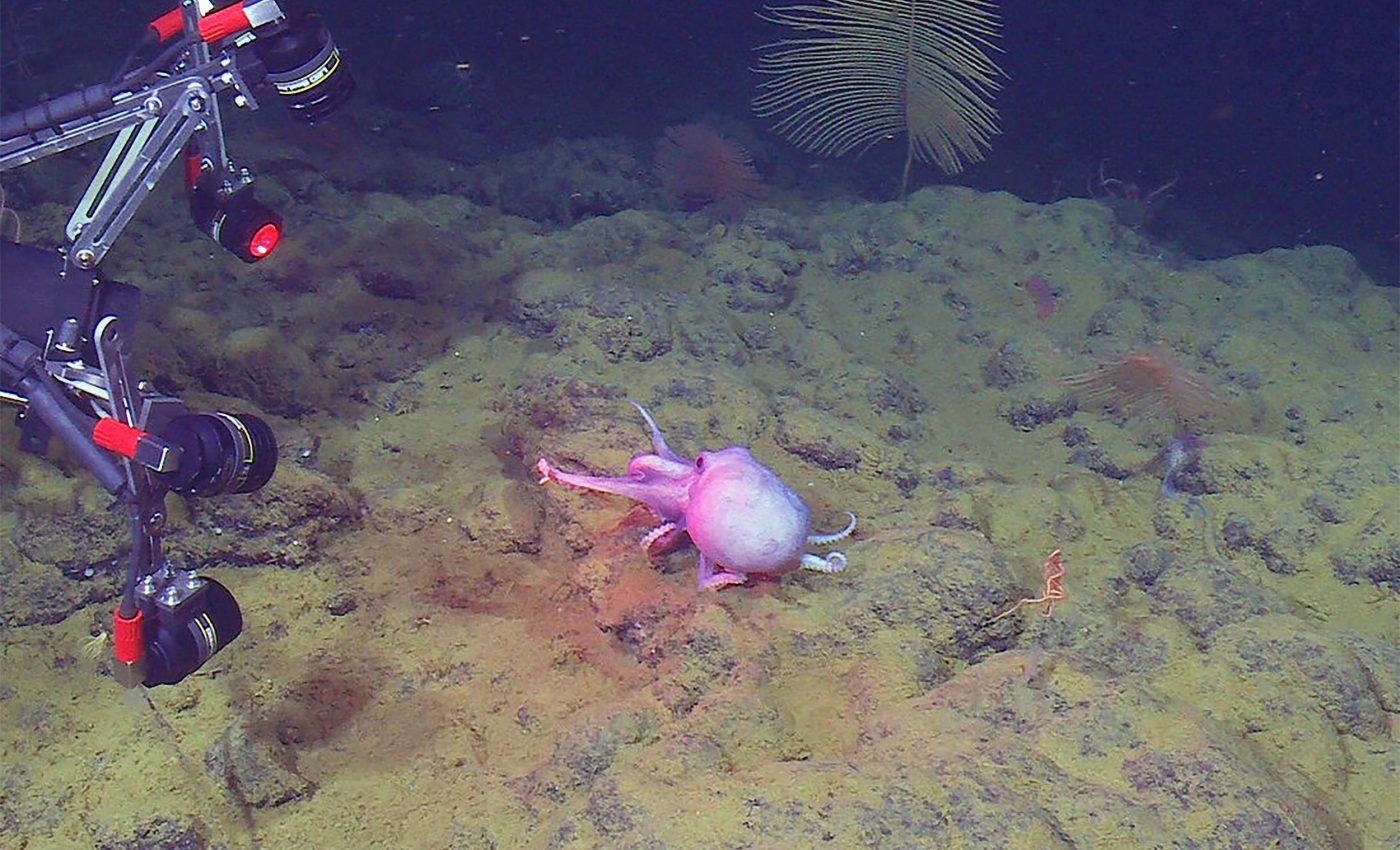 Deep sea octopus footage could revolutionize flexible robot design