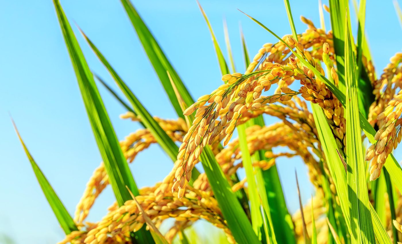 Altering rice DNA improves its growth rate and could end world hunger