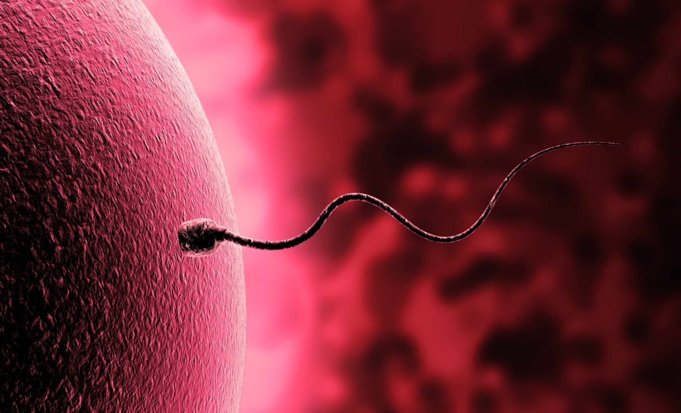 Swimming sperm appear to break Newtonian laws of physics with their tails