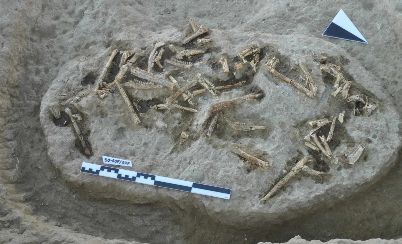 Fossils dating back 10 million years could redefine mammalian evolution