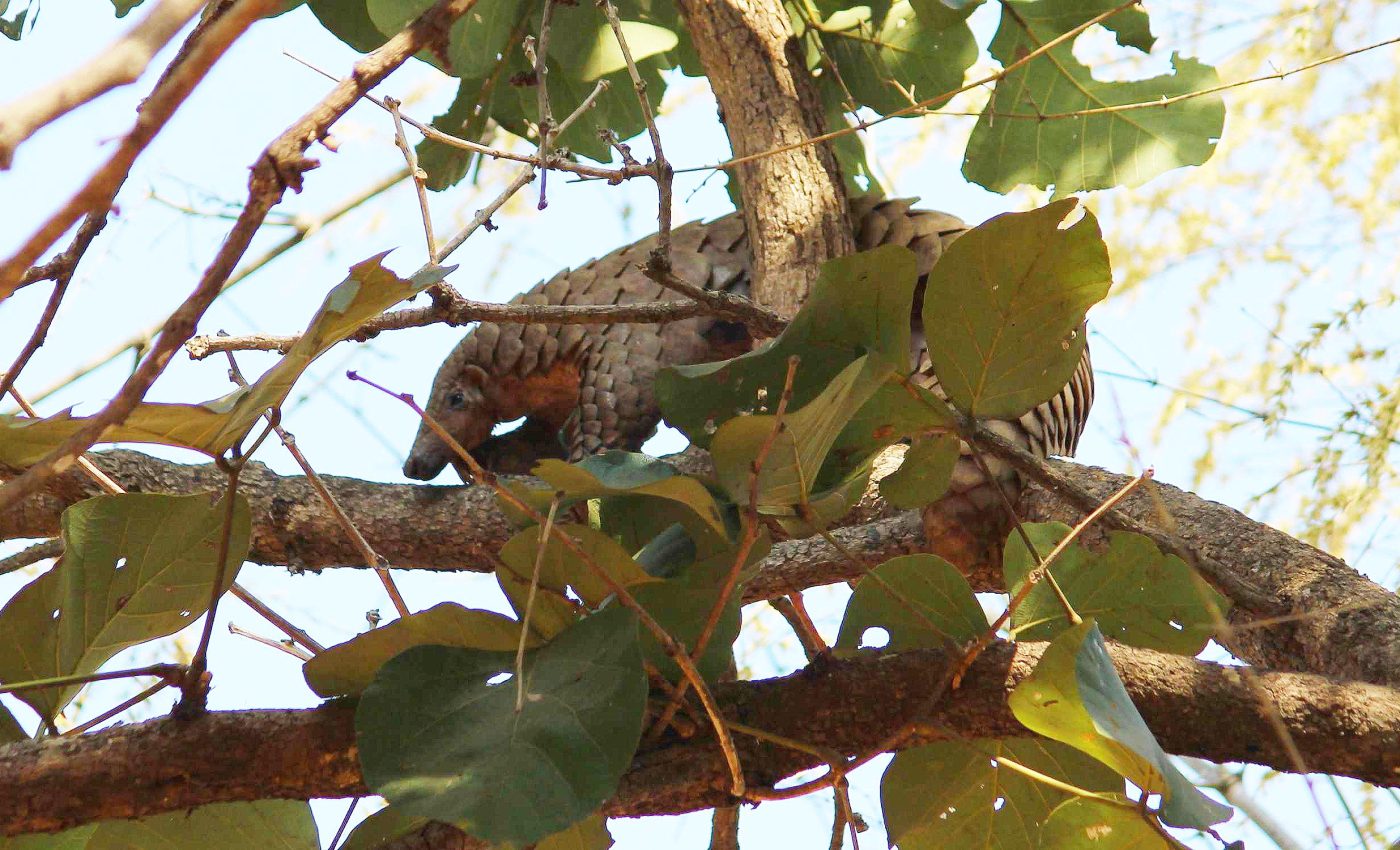 One of the most trafficked animals in the world might be two different species