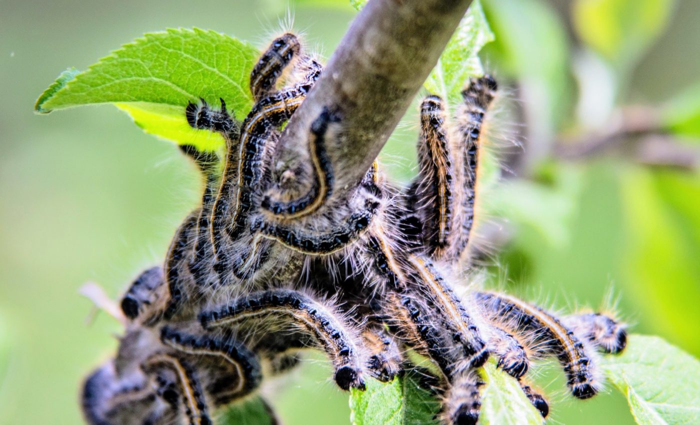 Tent caterpillars swarm once a decade, then vanish overnight